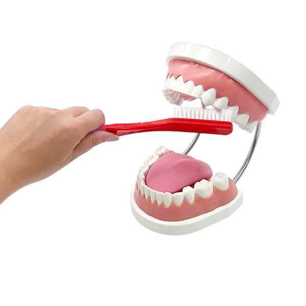18cm Big Dental Teaching Model with Brush