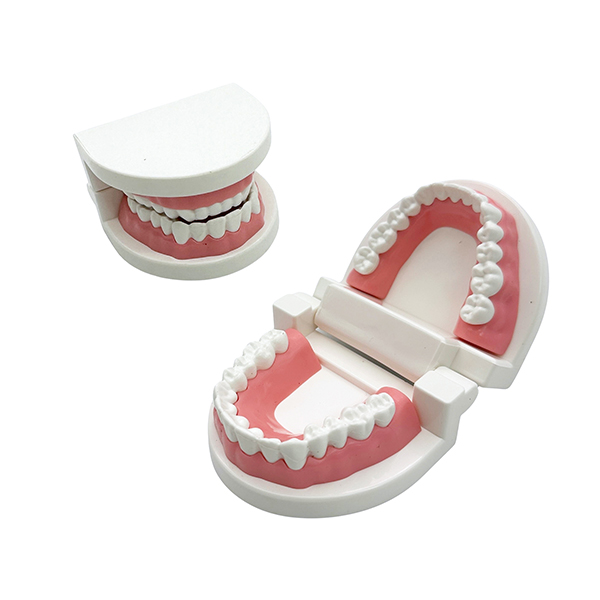 6cm Student Dental Teaching Model