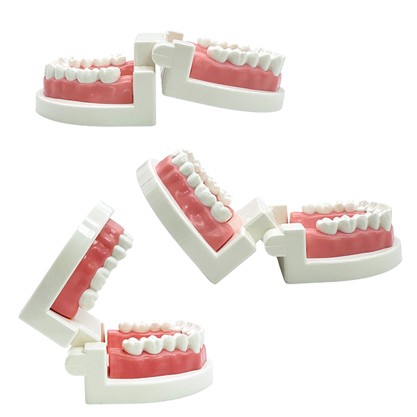 6cm Student Dental Teaching Model