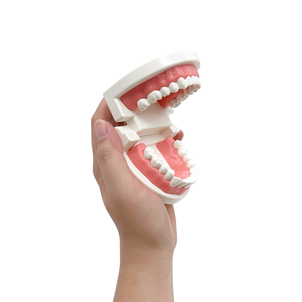 6cm Student Dental Teaching Model