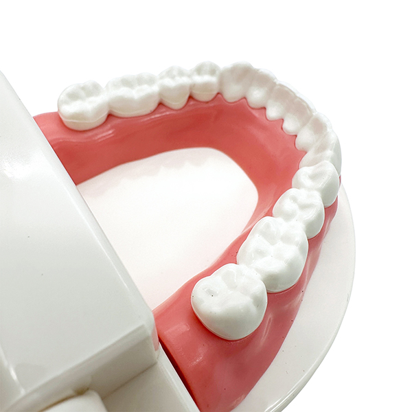 6cm Student Dental Teaching Model