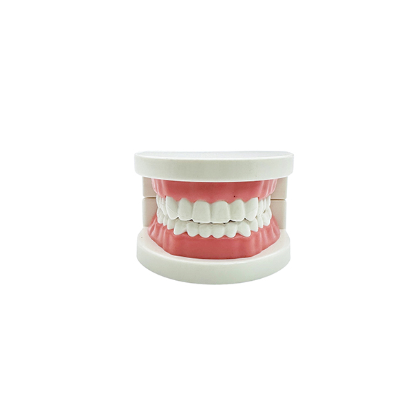 6cm Student Dental Teaching Model