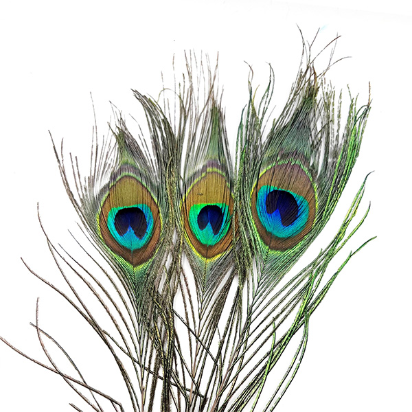 Real Peacock Drawing PNG, Vector, PSD, and Clipart With Transparent  Background for Free Download | Pngtree