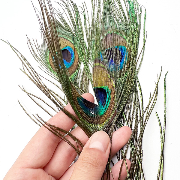 3pcs 25cm Real Peacock Feather Crafts