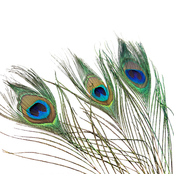 Natural Peacock Feathers, Peacock Feathers Crafts