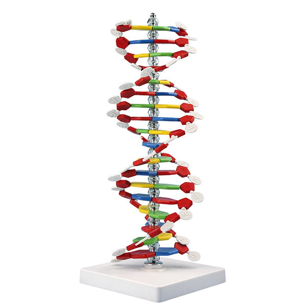 40cm DNA Model Kit 12 Base Pairs Double Helix Structure Detachable Science Educational Model for Sch