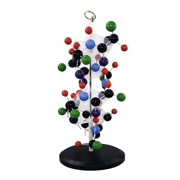 68.5cm Protein Structure Model Alpha Helix Molecular Structure Model for School Biology Chemistry Te