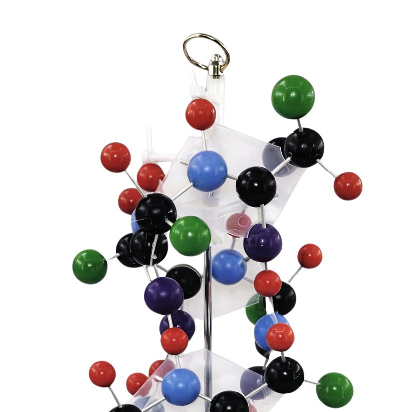 68.5cm Protein Structure Model Alpha Helix Molecular Structure Model for School Biology Chemistry Te