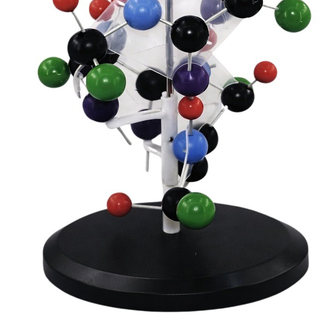 68.5cm Protein Structure Model Alpha Helix Molecular Structure Model for School Biology Chemistry Te