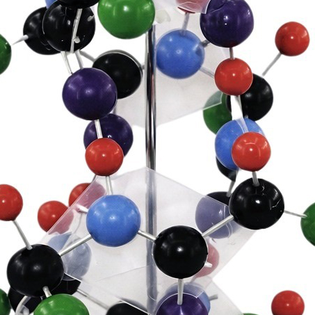 68.5cm Protein Structure Model Alpha Helix Molecular Structure Model for School Biology Chemistry Te