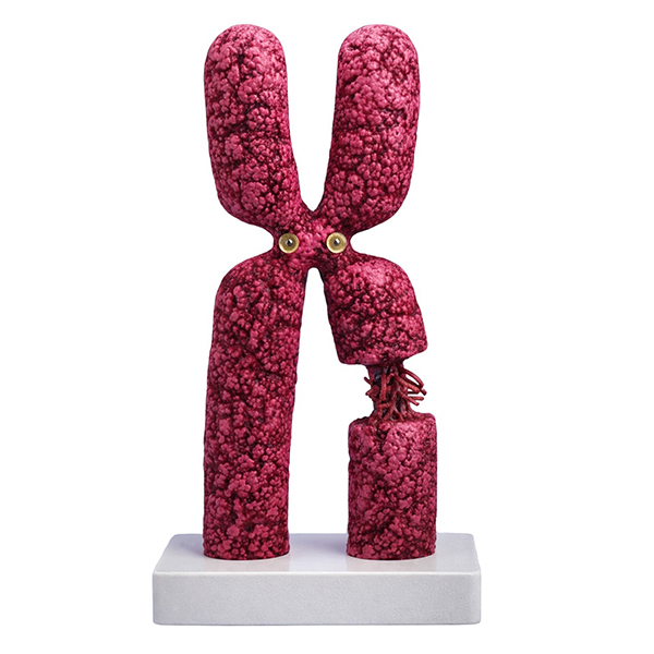 50,000x Life Size X Chromosome Model Submetacentric Metaphase Chromosome Anatomy Model for School Bi