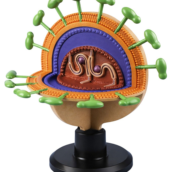 Model Plus Giant 3D Foam Virus Structure Model - Interactive STEM Education Kit