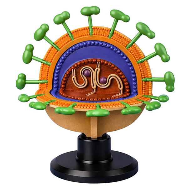 Model Plus Giant 3D Foam Virus Structure Model - Interactive STEM Education Kit