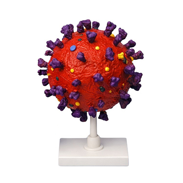 Enlarged COVID-19 Coronavirus Anatomy Model, 3D Plastic Virus Structure Teaching Aids for School Bio