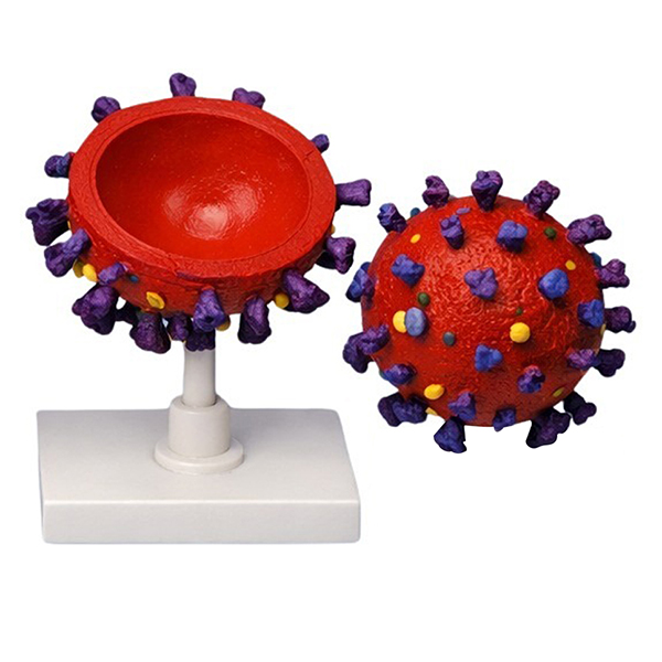 Enlarged COVID-19 Coronavirus Anatomy Model, 3D Plastic Virus Structure Teaching Aids for School Bio