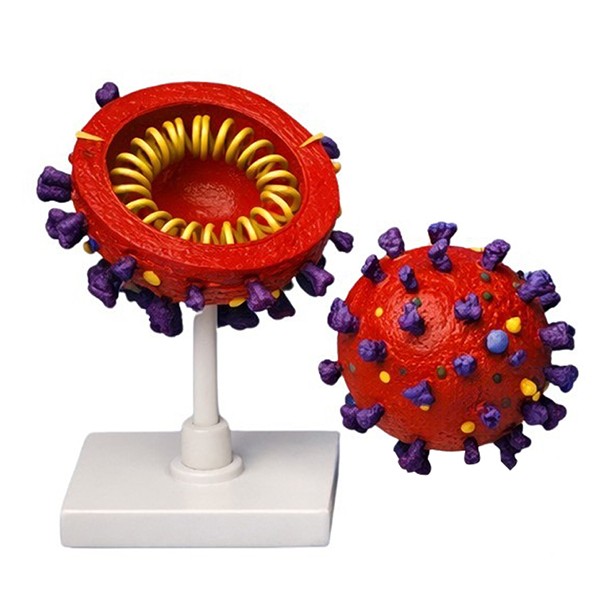 Enlarged COVID-19 Coronavirus Anatomy Model, 3D Plastic Virus Structure Teaching Aids for School Bio