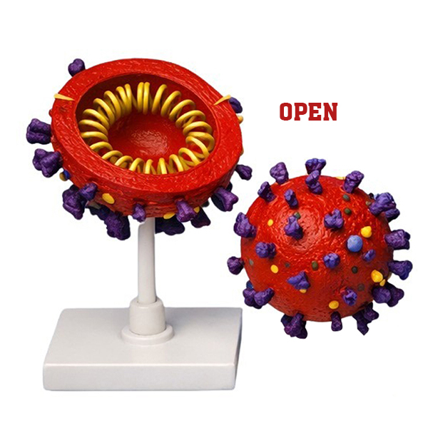 Enlarged COVID-19 Coronavirus Anatomy Model, 3D Plastic Virus Structure Teaching Aids for School Bio