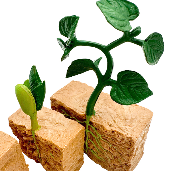 4 Pcs Plant Life Cycle Model Set