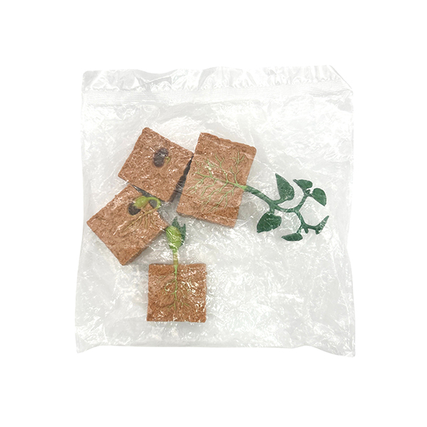 4 Pcs Plant Life Cycle Model Set