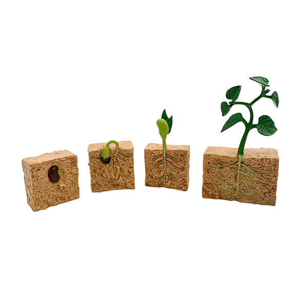 4 Pcs Plant Life Cycle Model Set