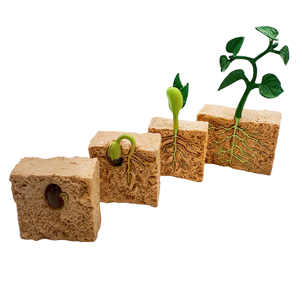 4 Pcs Plant Life Cycle Model Set