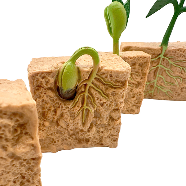 4 Pcs Plant Life Cycle Model Set