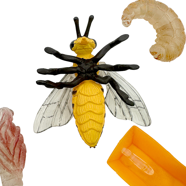 4 Pcs Life Cycle of a Honey Bee Model Set