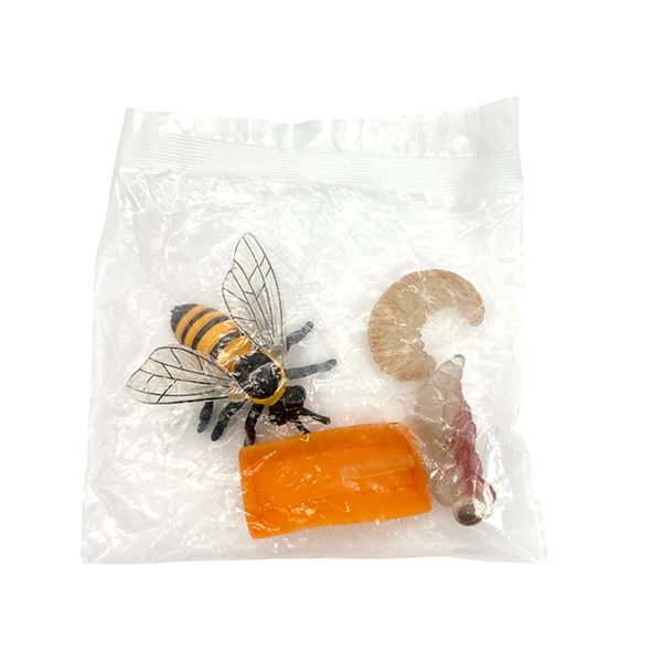 4 Pcs Life Cycle of a Honey Bee Model Set