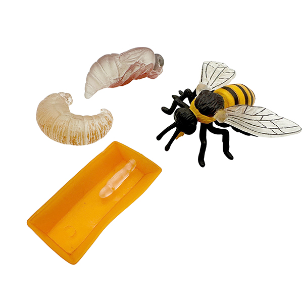 4 Pcs Life Cycle of a Honey Bee Model Set