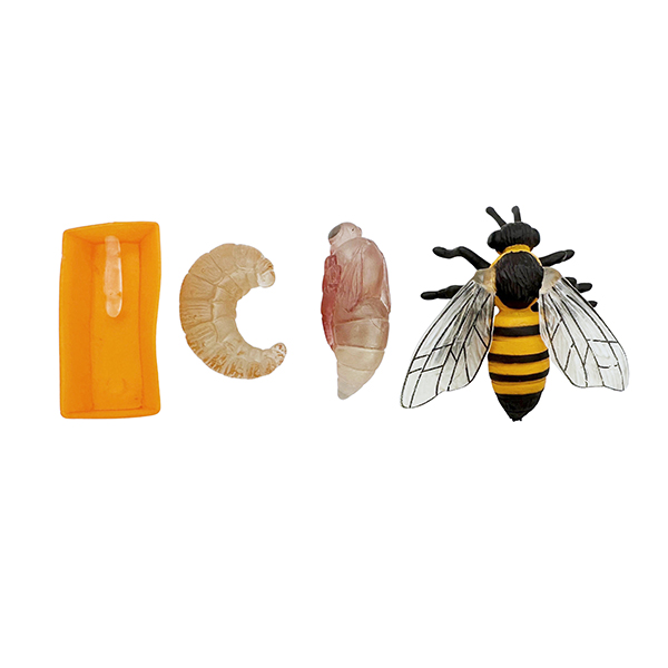 4 Pcs Life Cycle of a Honey Bee Model Set