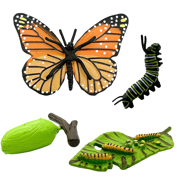4 Pcs Butterfly Life Cycle Model Set