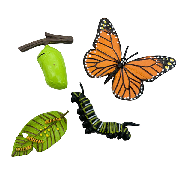 4 Pcs Butterfly Life Cycle Model Set