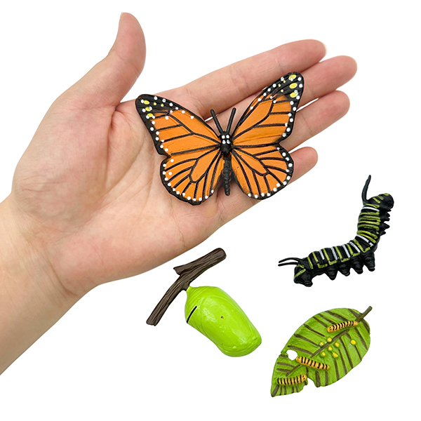 4 Pcs Butterfly Life Cycle Model Set