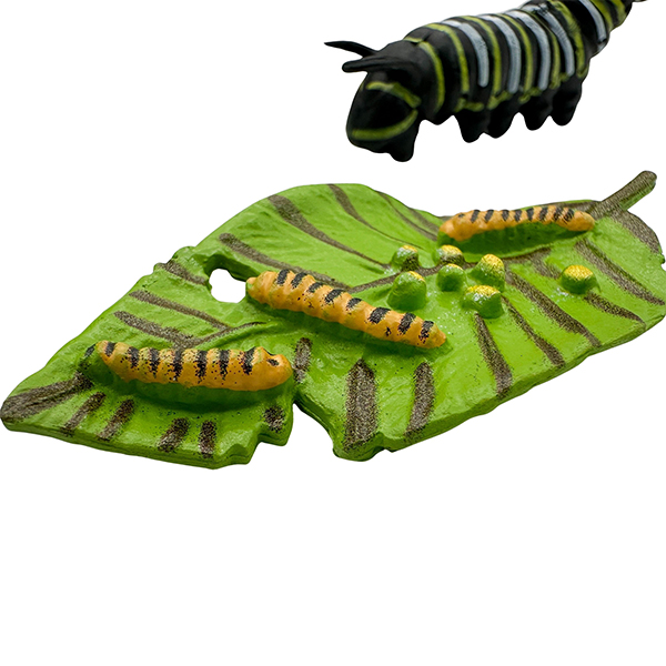 4 Pcs Butterfly Life Cycle Model Set